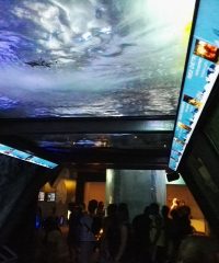 Acquario di Cattolica