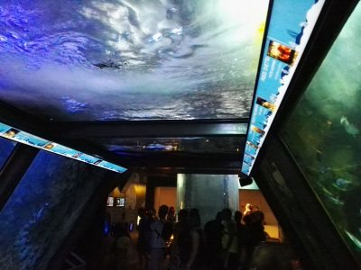 Acquario di Cattolica